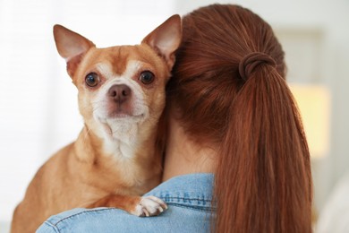 Teenage girl with her cute Chihuahua dog at home, back view