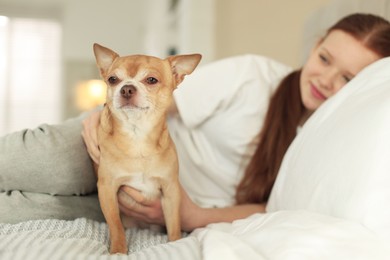 Photo of Teenage girl with her cute Chihuahua dog on bed at home, selective focus