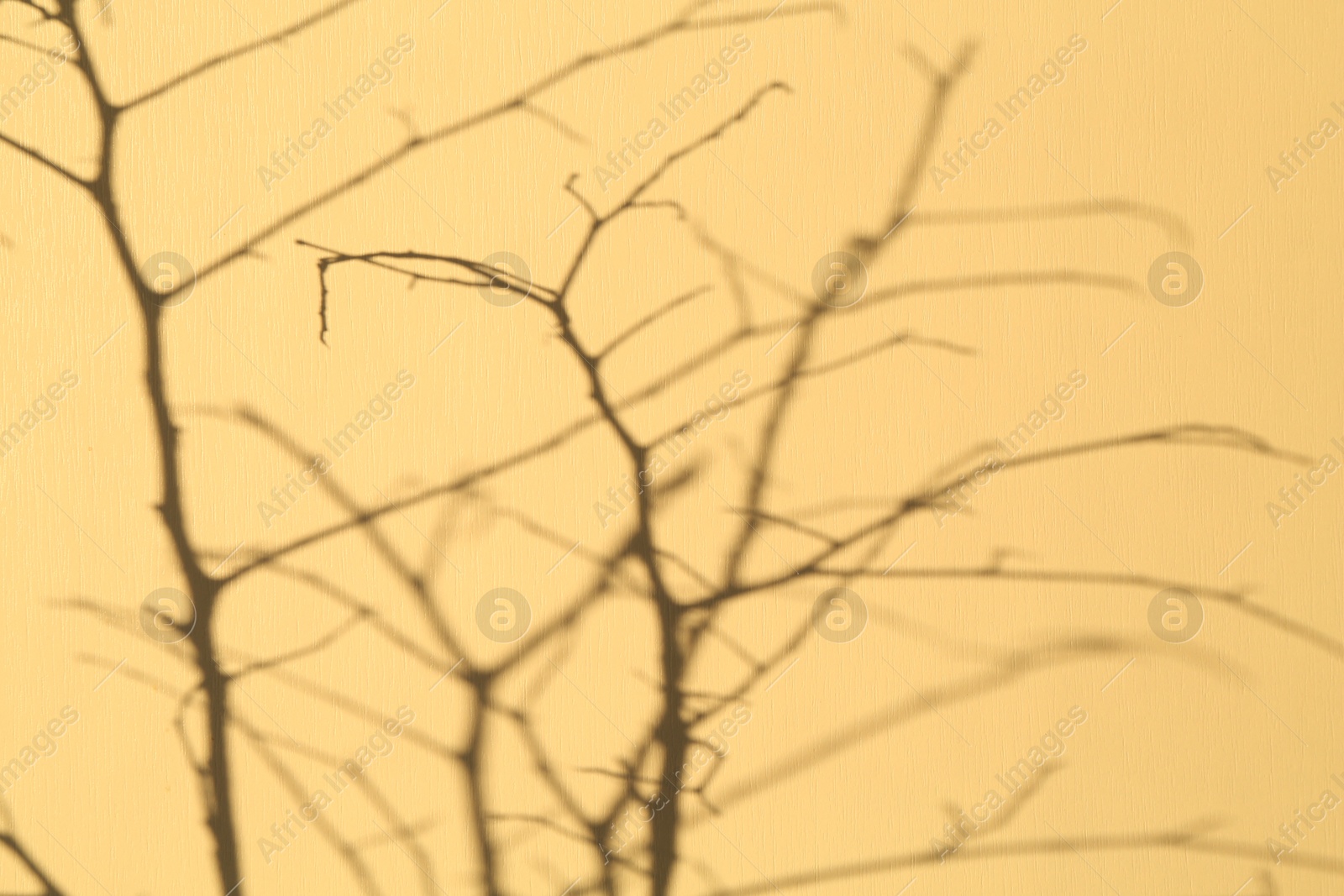 Photo of Shadows of tree branches falling on beige background