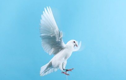 Photo of Beautiful white dove flying on light blue background