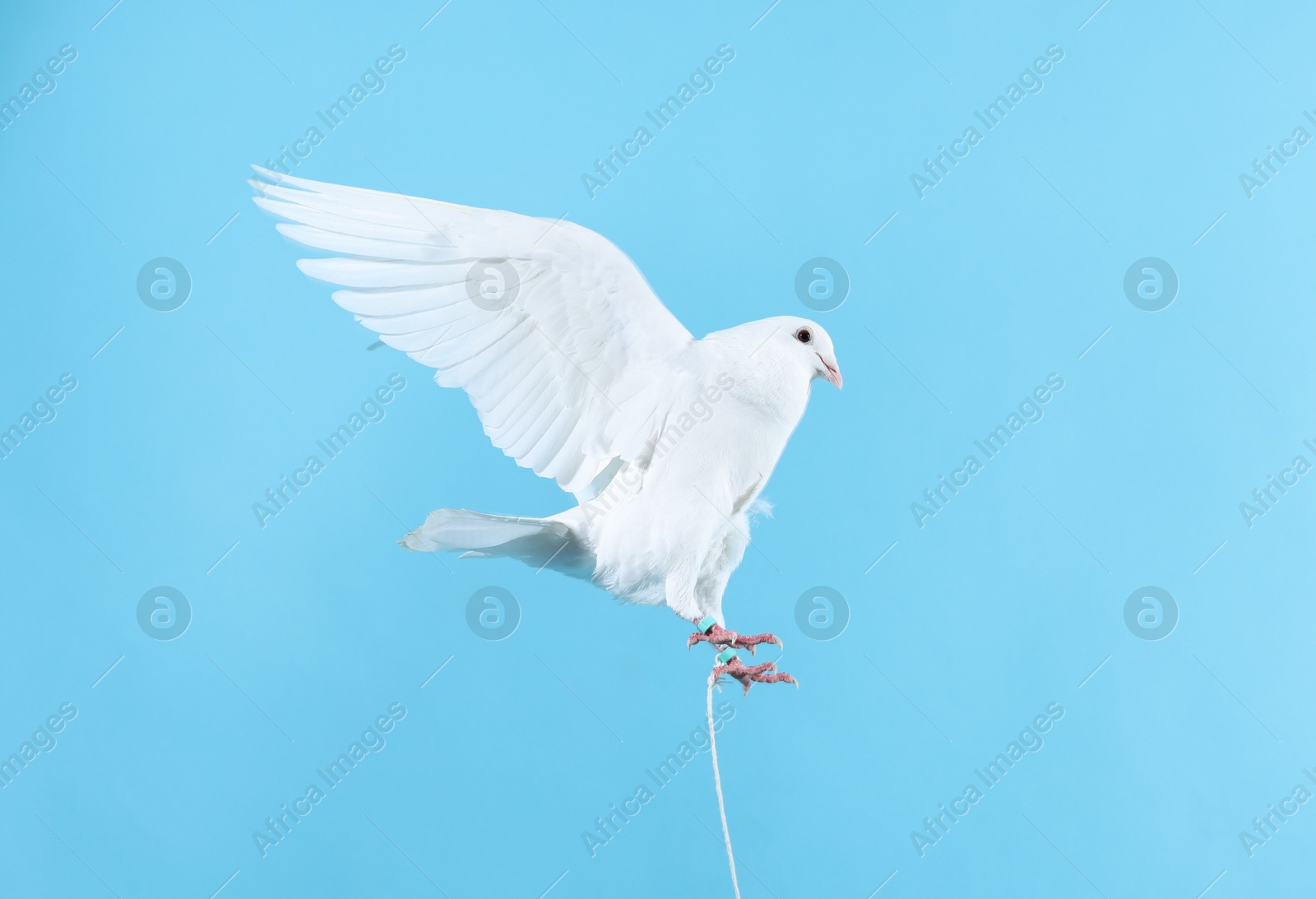 Photo of Beautiful white dove flying on light blue background