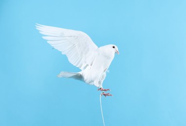 Photo of Beautiful white dove flying on light blue background