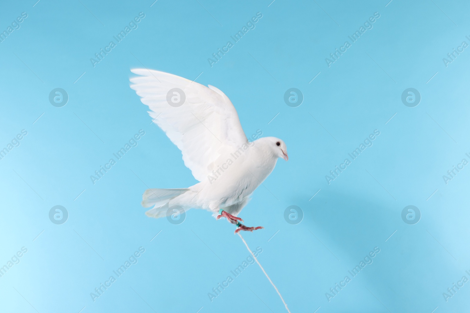 Photo of Beautiful white dove flying on light blue background