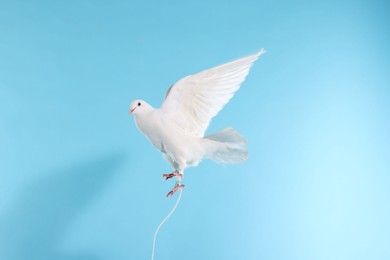 Photo of Beautiful white dove flying on light blue background