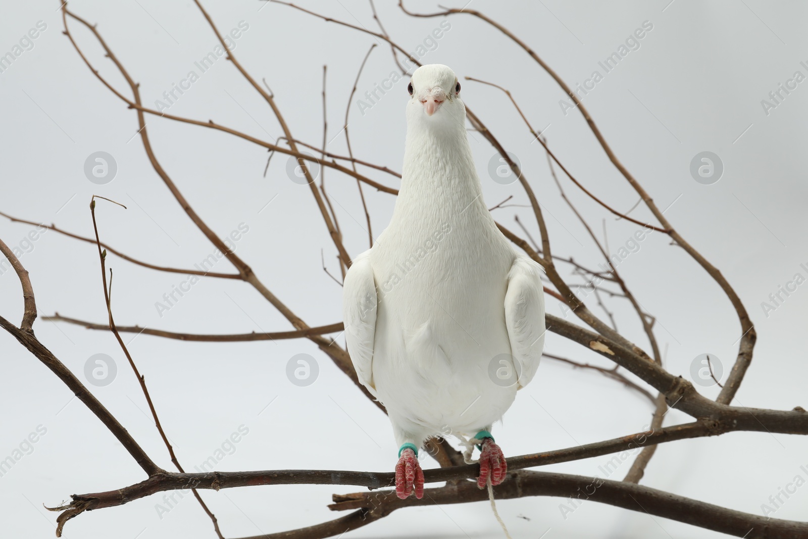 Photo of Beautiful dove with branch on white background