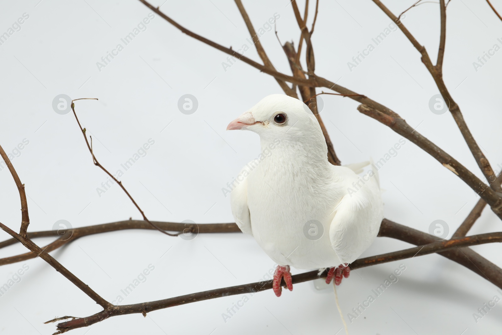 Photo of Beautiful dove with branch on white background