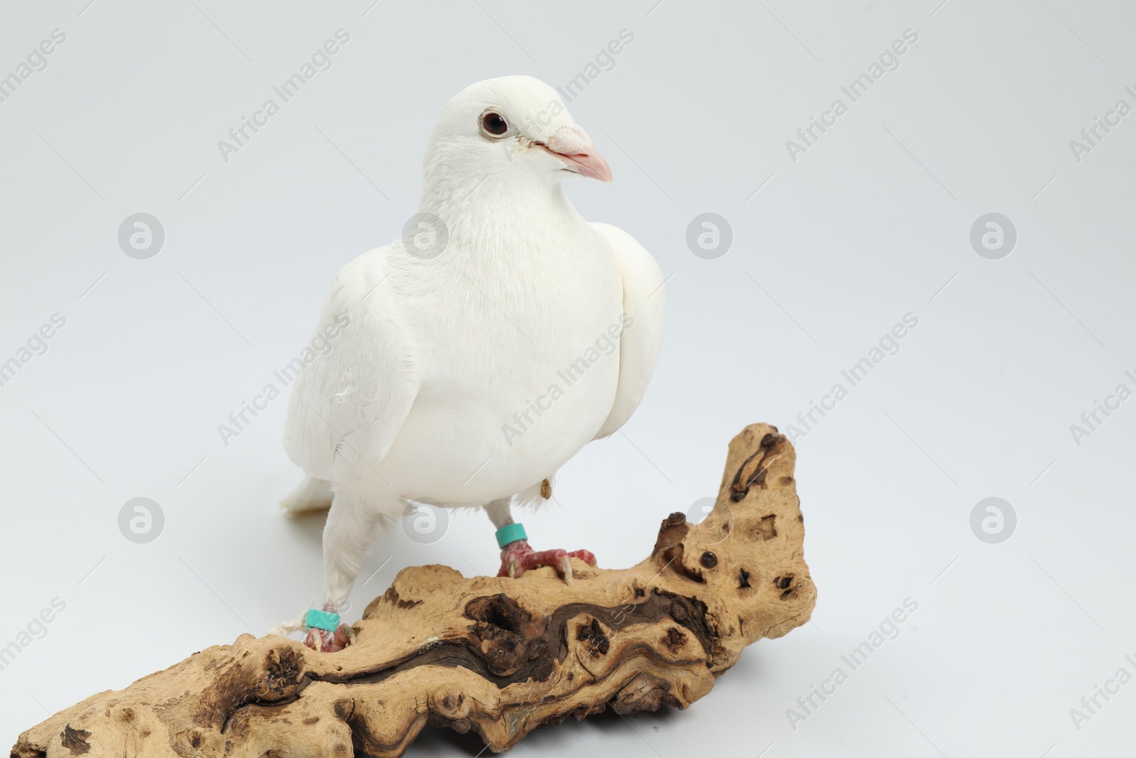 Photo of Beautiful dove with snag on white background, space for text