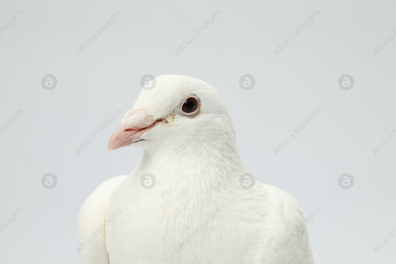 Photo of One dove on white background. Beautiful bird