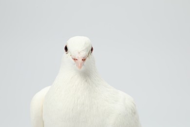 Photo of One dove on white background. Beautiful bird