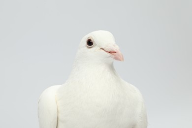 Photo of One dove on white background. Beautiful bird