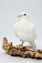 Photo of Beautiful dove with snag on white background