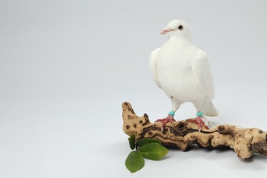 Photo of Beautiful dove with green branch and snag on white background, space for text