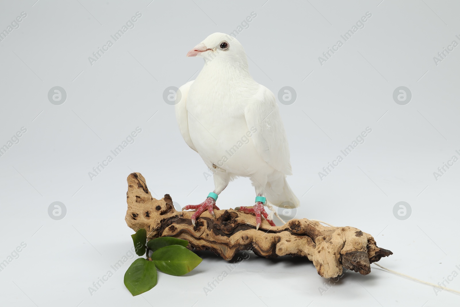 Photo of Beautiful dove with green branch and snag on white background