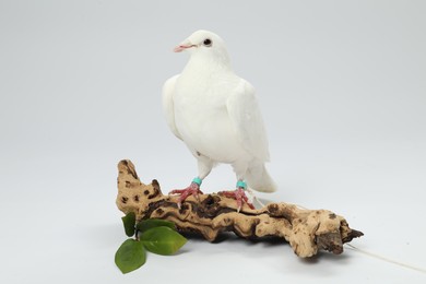 Photo of Beautiful dove with green branch and snag on white background