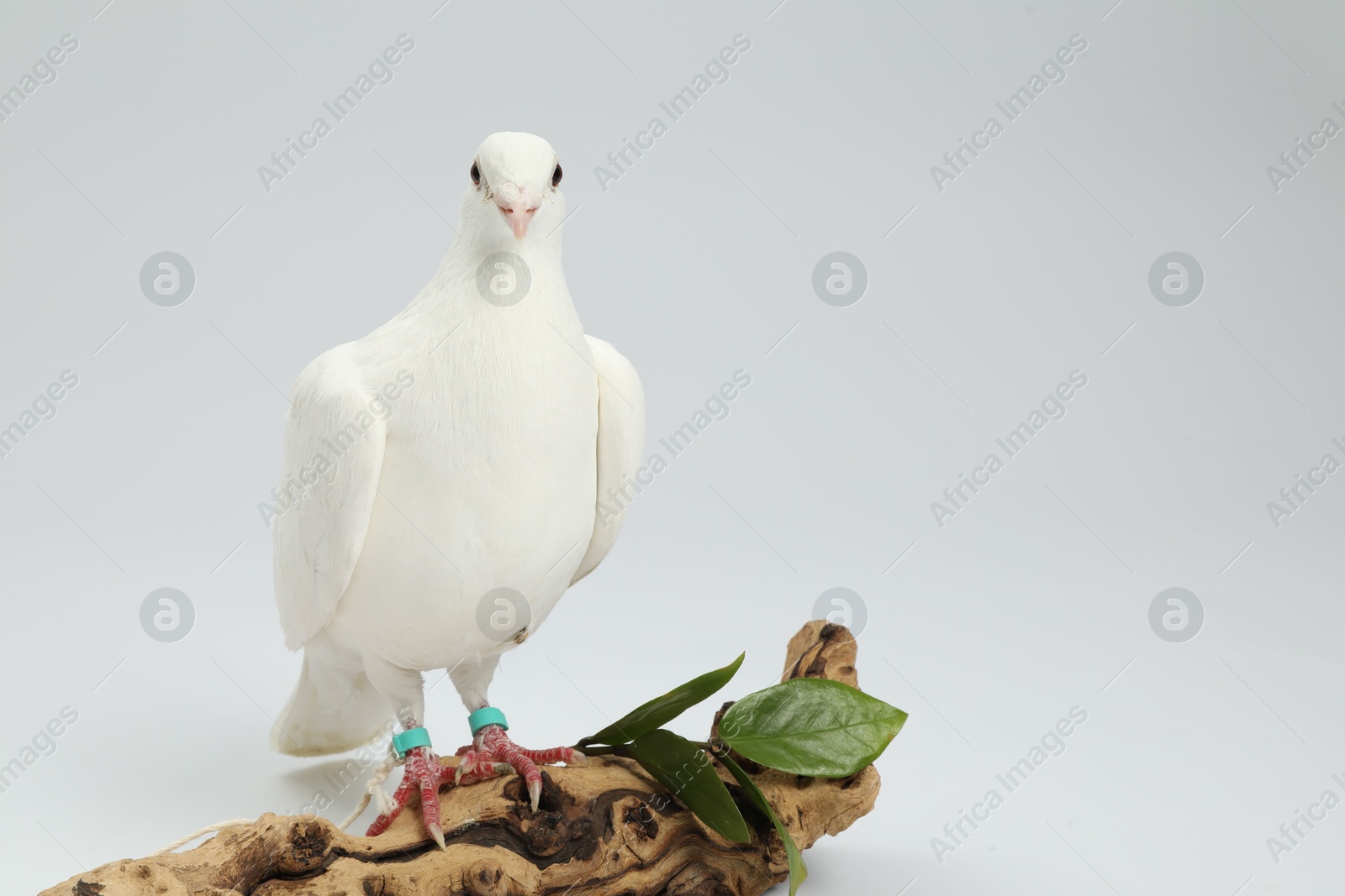 Photo of Beautiful dove with green branch and snag on white background, space for text