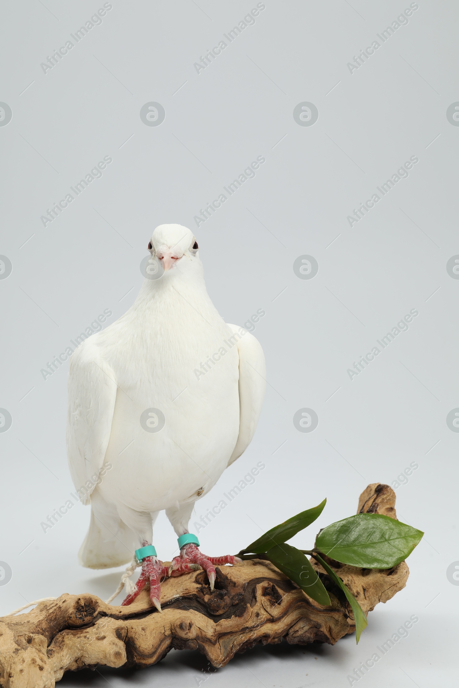 Photo of Beautiful dove with green branch and snag on white background