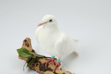 Photo of Beautiful dove with green branch and snag on white background