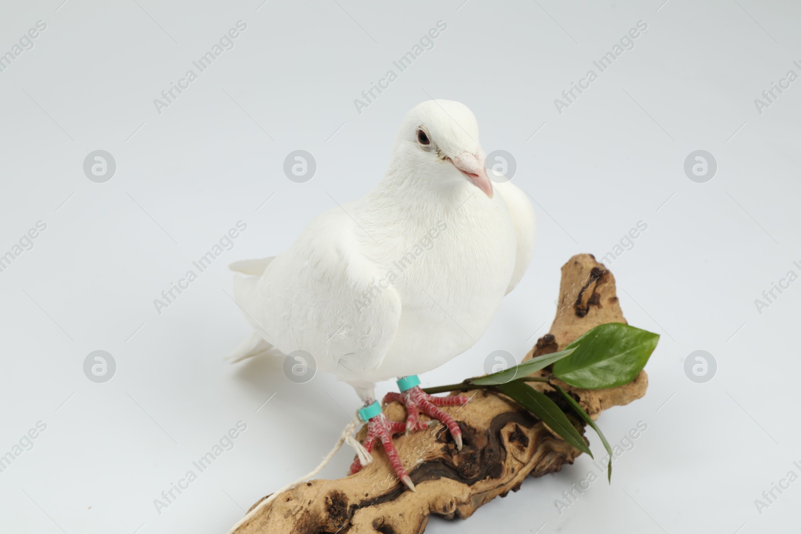 Photo of Beautiful dove with green branch and snag on white background