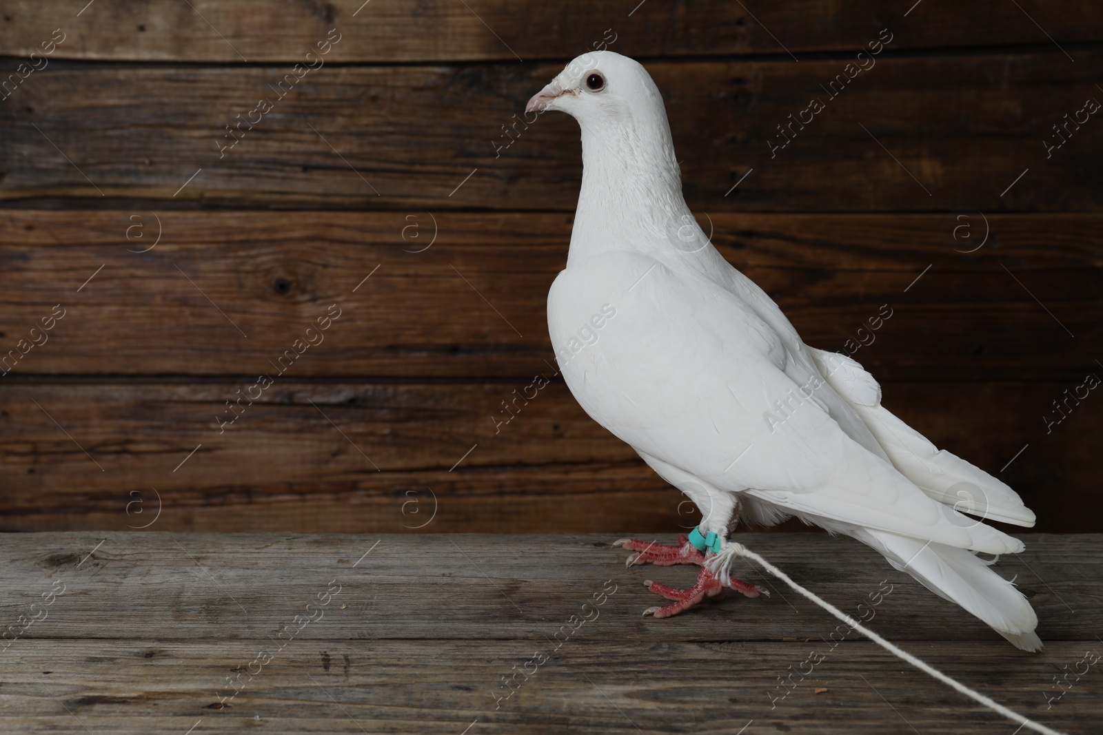 Photo of One beautiful white dove on wooden table, space for text