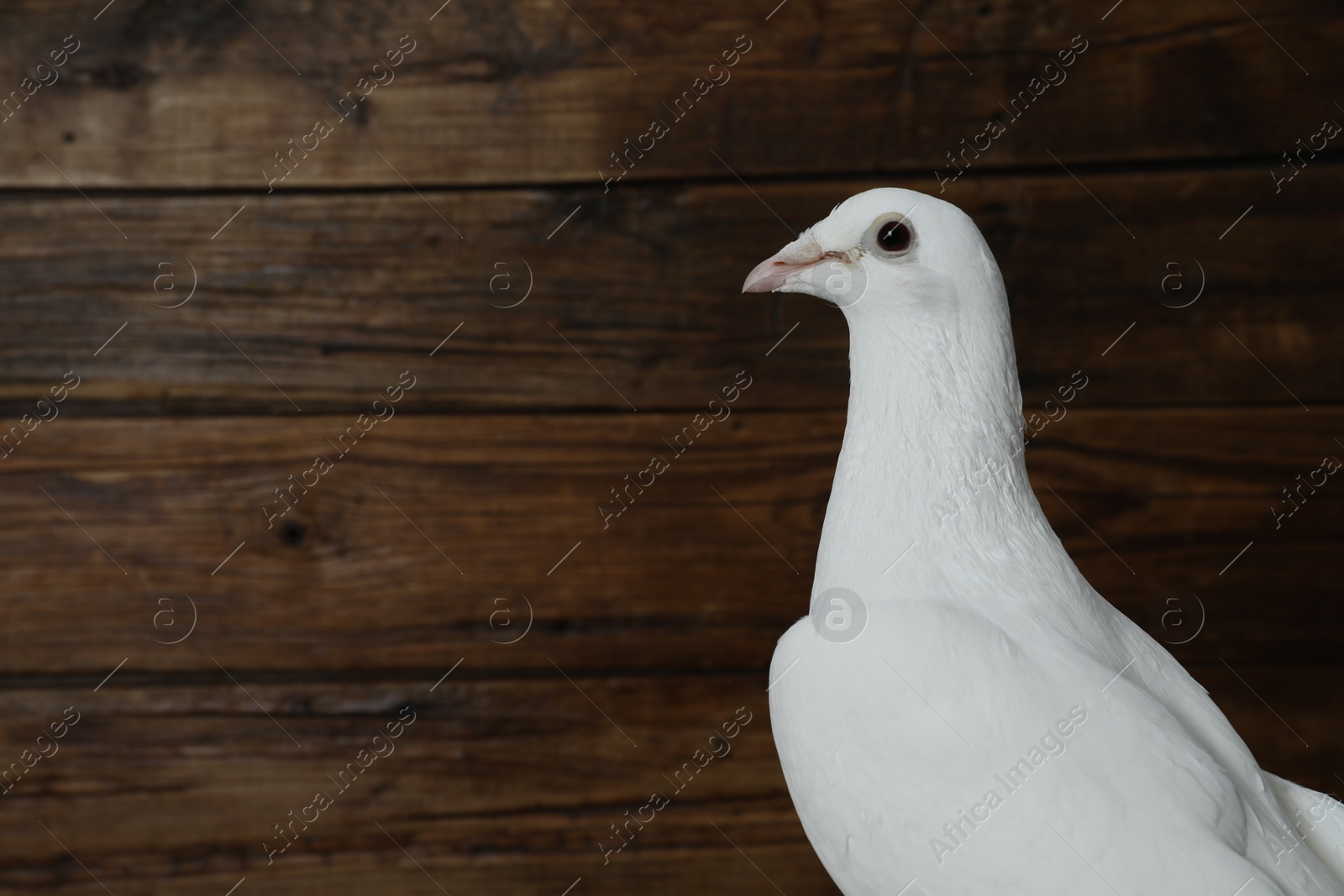 Photo of One beautiful white dove on wooden background, space for text