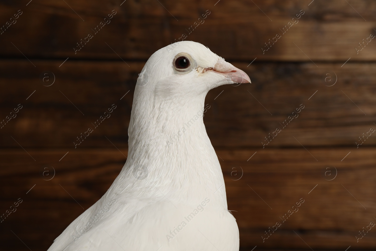 Photo of One beautiful white dove on wooden background