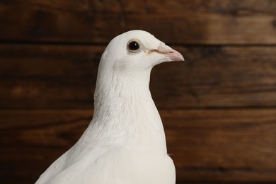 Photo of One beautiful white dove on wooden background