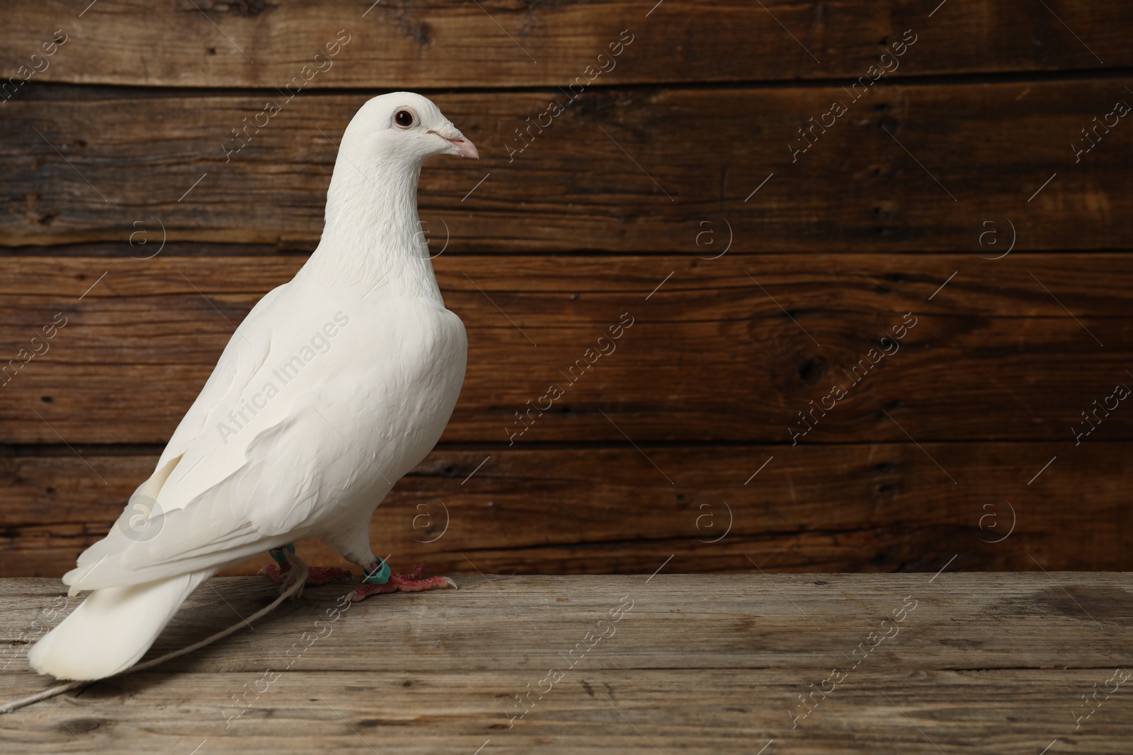 Photo of One beautiful white dove on wooden table, space for text