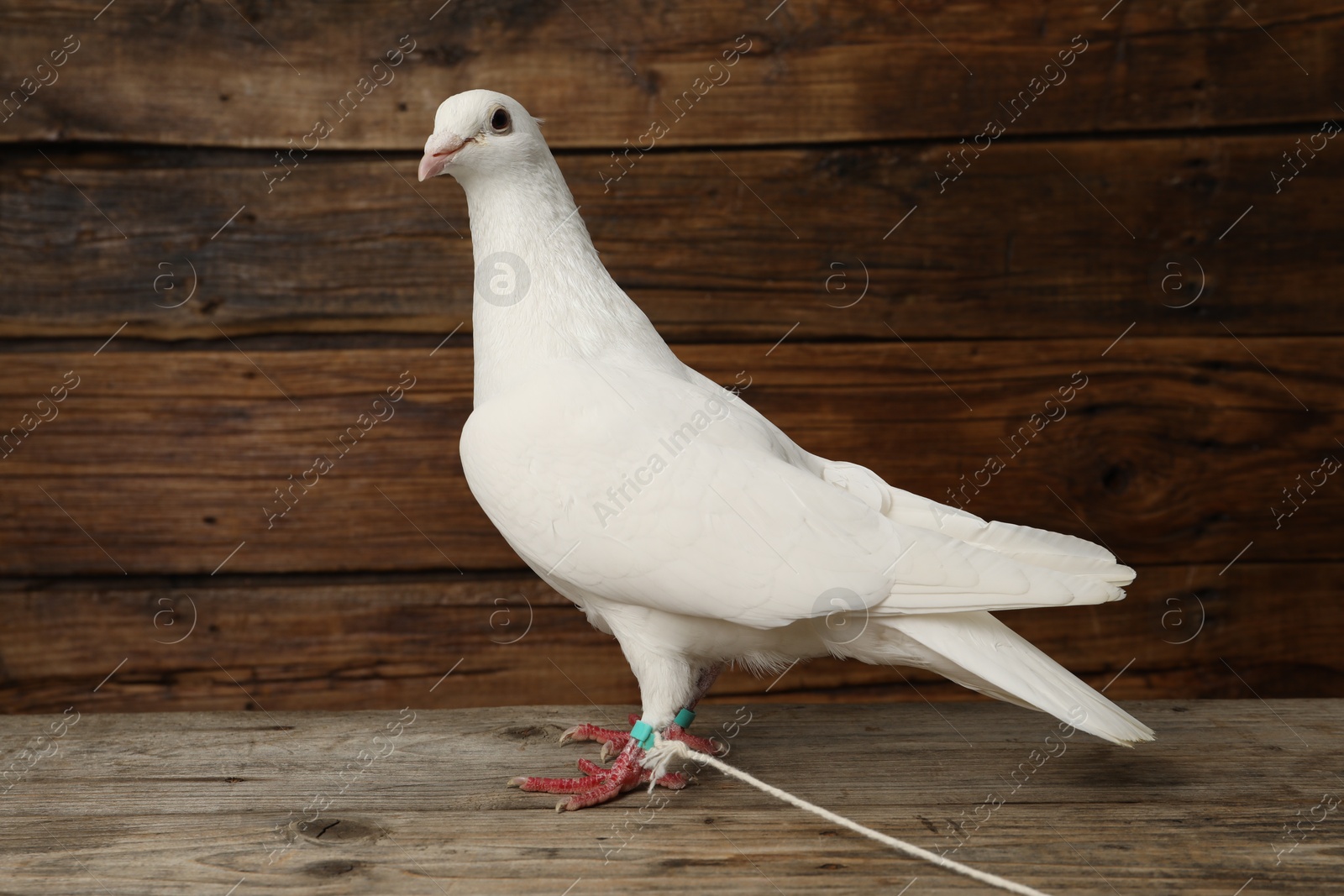 Photo of One beautiful white dove on wooden table