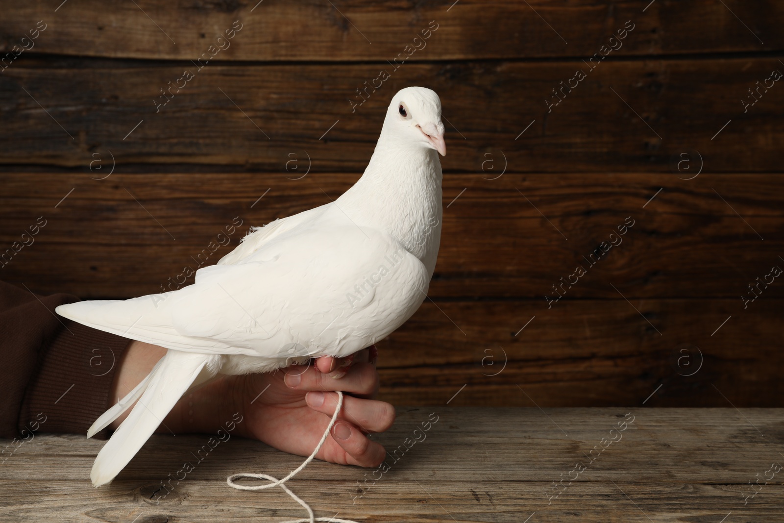 Photo of Woman with beautiful white dove at wooden table, closeup. Space for text