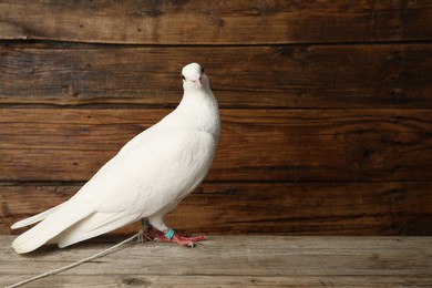 Photo of One beautiful white dove on wooden table, space for text