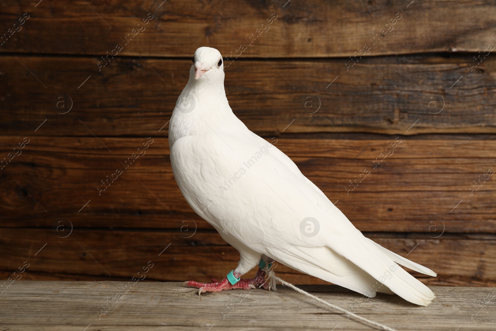 Photo of One beautiful white dove on wooden table