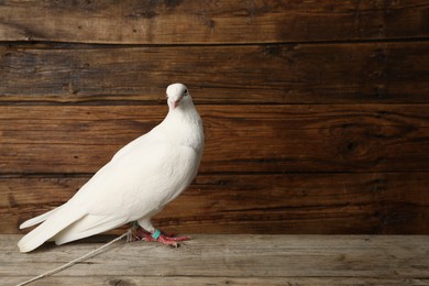 Photo of One beautiful white dove on wooden table, space for text