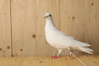 Photo of One beautiful white dove on wooden table, space for text