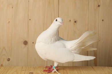 Photo of One beautiful white dove on wooden table