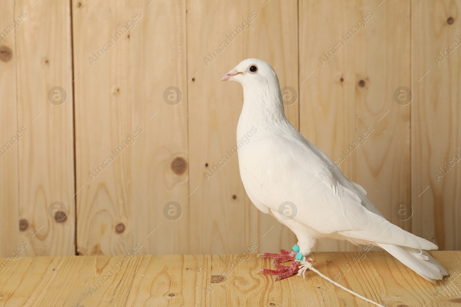 Photo of One beautiful white dove on wooden table, space for text