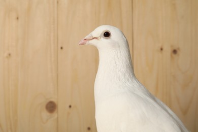 Photo of One beautiful white dove on wooden background, space for text