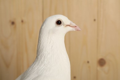 Photo of One beautiful white dove on wooden background, space for text