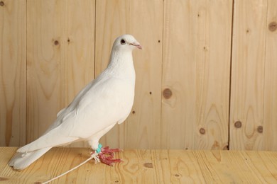 Photo of Beautiful white dove on wooden table, space for text