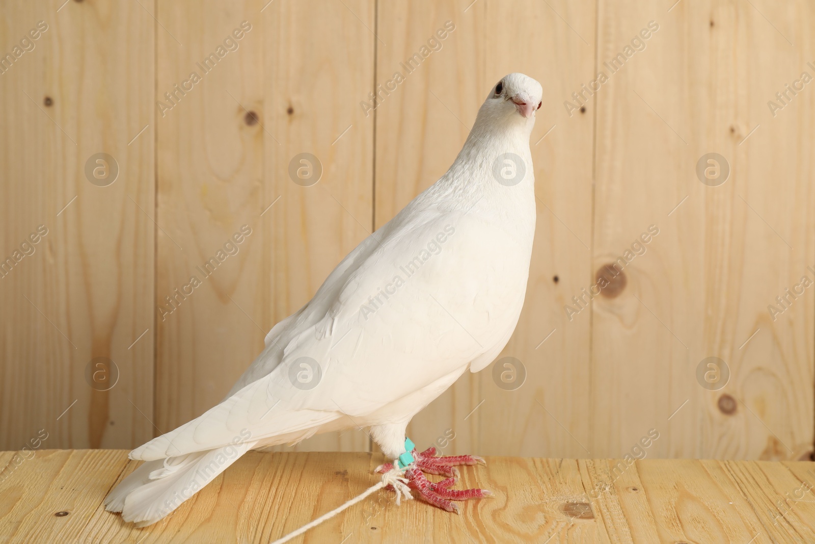 Photo of One beautiful white dove on wooden table