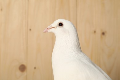 Photo of One beautiful white dove on wooden background, space for text