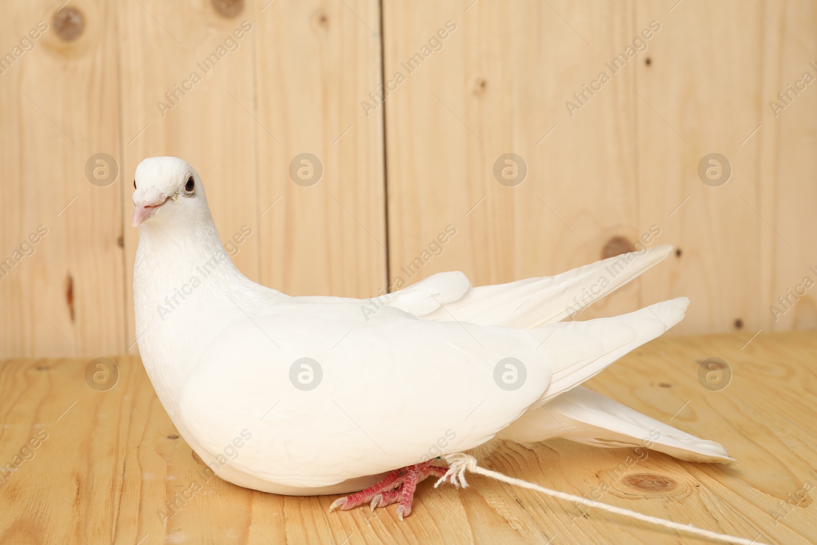 Photo of One beautiful white dove on wooden table