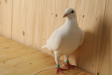 Photo of Beautiful white dove on wooden table, space for text