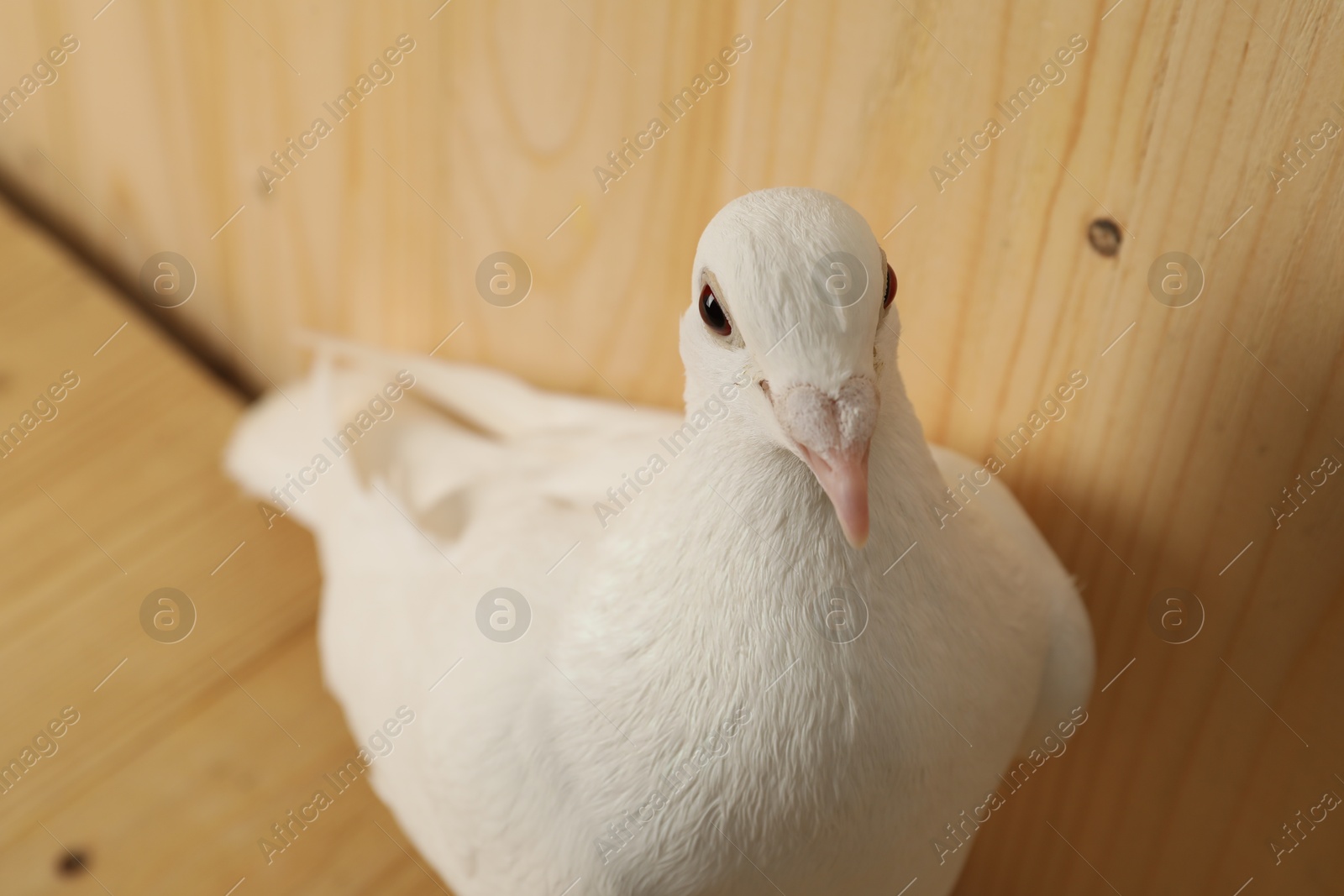 Photo of One beautiful white dove on wooden table