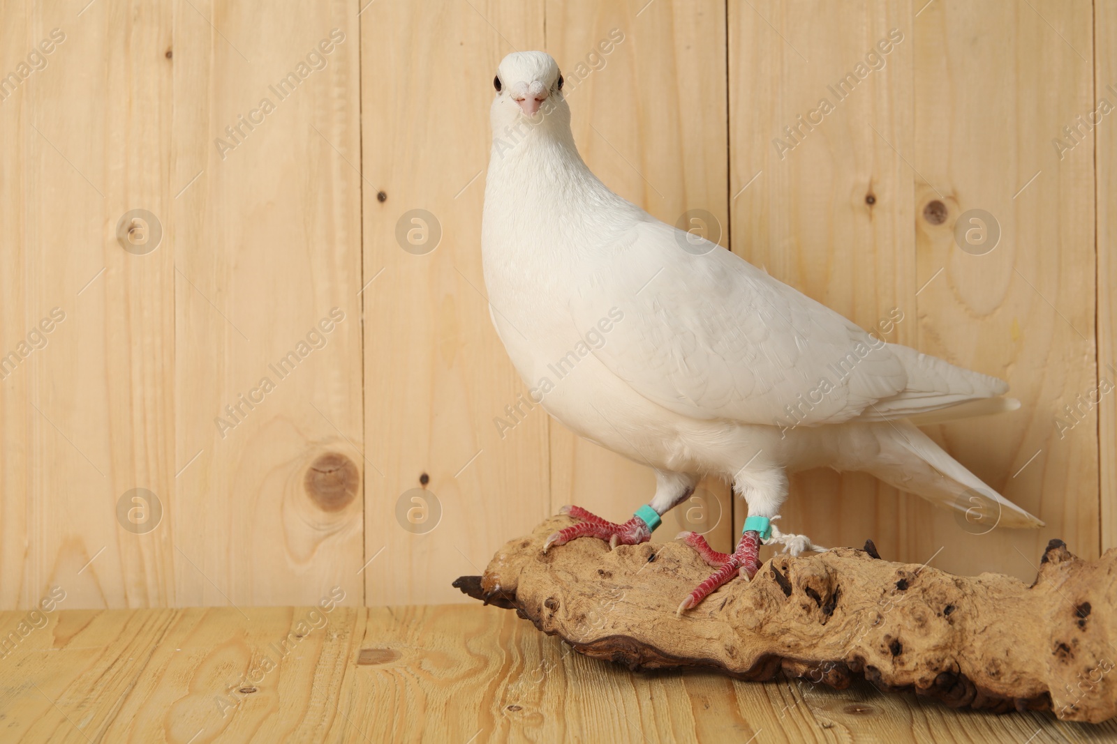 Photo of Beautiful white dove with snag on wooden table, space for text