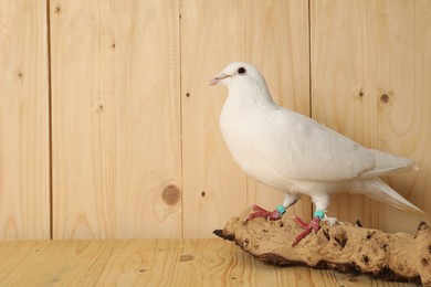 Photo of Beautiful white dove with snag on wooden table, space for text