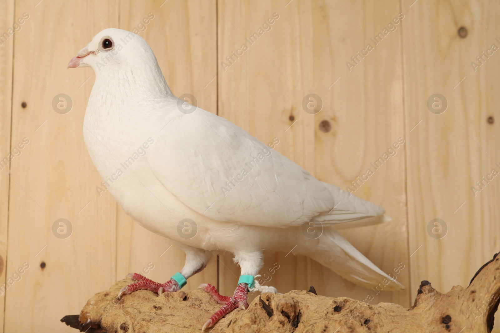 Photo of Beautiful white dove on snag against wooden background