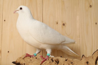 Photo of Beautiful white dove on snag against wooden background