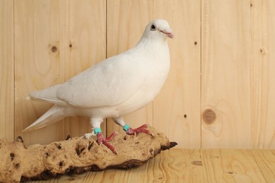 Photo of Beautiful white dove with snag on wooden table, space for text