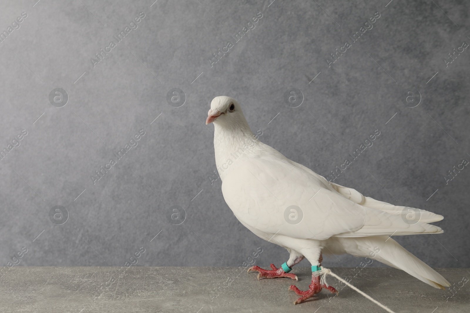 Photo of One beautiful white dove on grey table, space for text