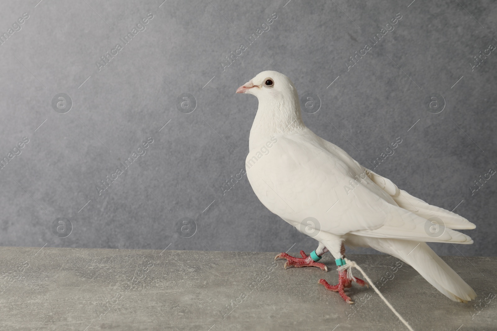 Photo of One beautiful white dove on grey table, space for text